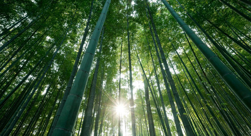 Bamboo Forest at Dawn