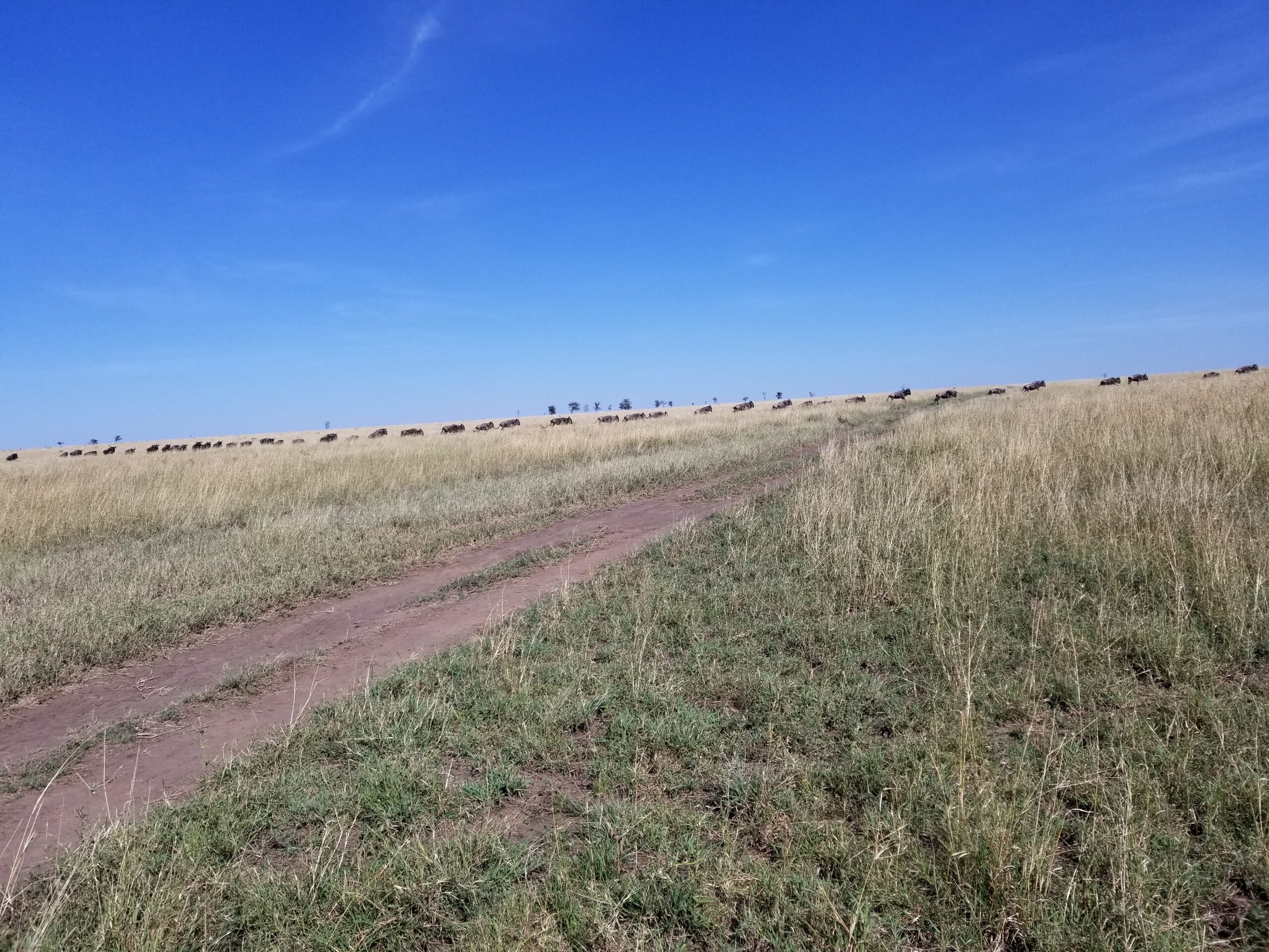 Wildebeest Migration on the Serengeti