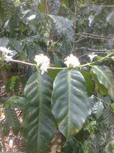 Coffee Bush in Flower