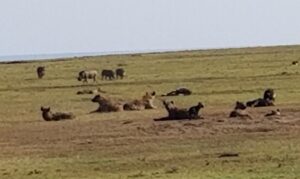 A pack of hyenas, with warthogs in the background