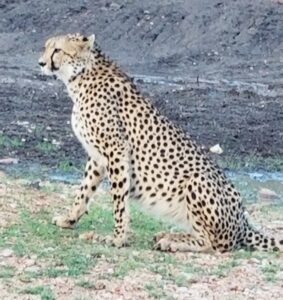 Mama Cheetah 