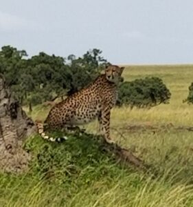 Cheetah posing for us