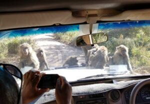 Baboons on the hood of our vehicle