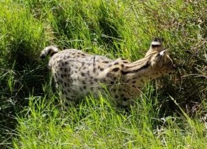 Serval in the Ngorongoro crater