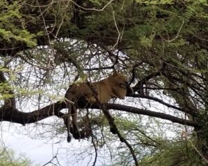 Tree-climbing lioness