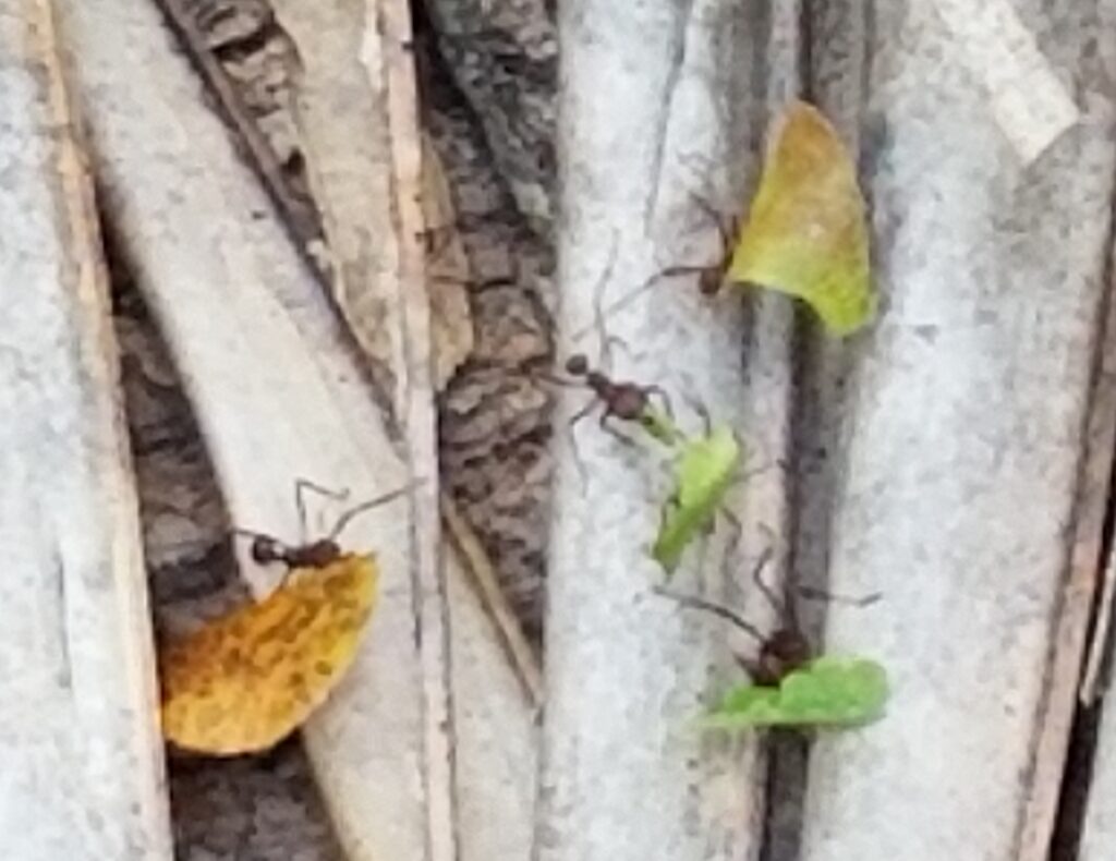 Leaf-Cutter Ants at Work